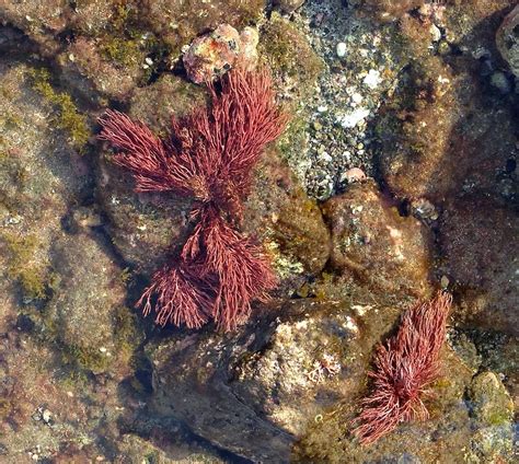 The Ecological Importance of Seaweed in Stana Cruz's Ecosystem